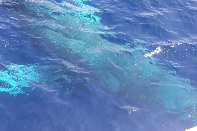 Tenerife Los Cristianos: Whale and Dolphin Eco-Yacht and Swim Stop - What is on board, and what costs extra