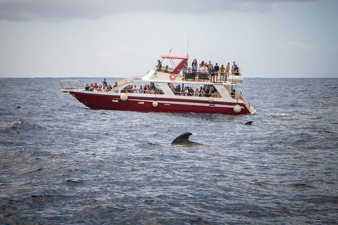 Tenerife Los Cristianos: Whale and Dolphin Eco-Yacht and Swim Stop - Safety, sustainability, and the close approach question