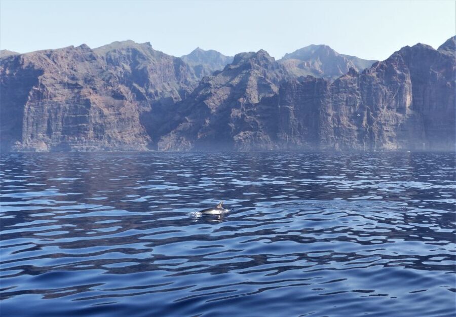 Tenerife: Los Gigantes Whale Watching Cruise by Sail Boat - Swimming and snorkeling beneath the cliffs