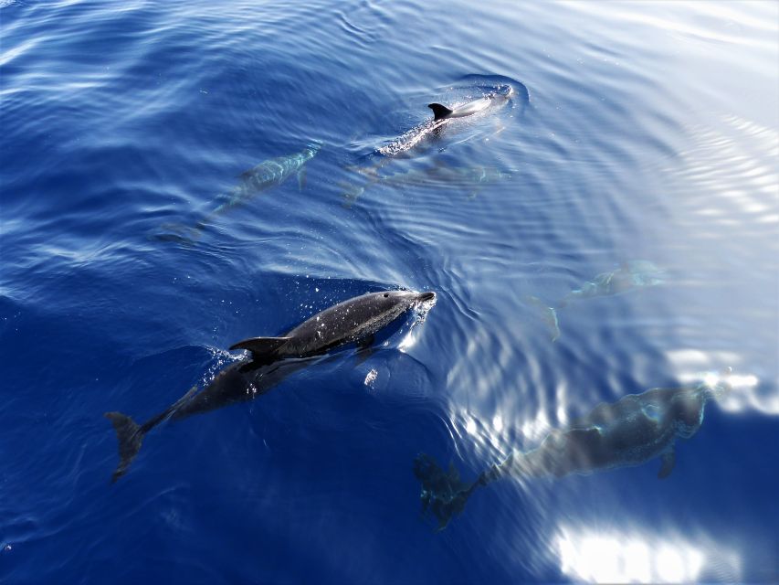 Tenerife: Los Gigantes Whale Watching Cruise by Sail Boat - Two hours in the Atlantic with pilot whales