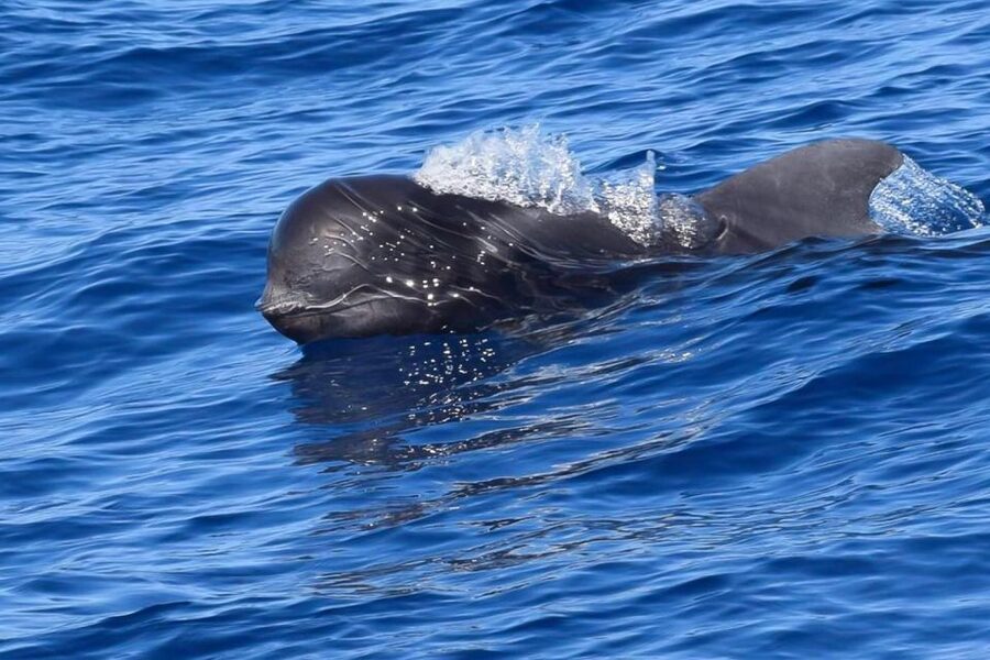 Tenerife: Luxury Private Whale & Dolphin Watching Tour - Watching pilot whales near Tenerife