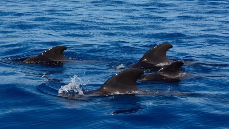 Tenerife: Ocean Pack Jet Ski and Yacht Whale Watching - Key points to know before booking