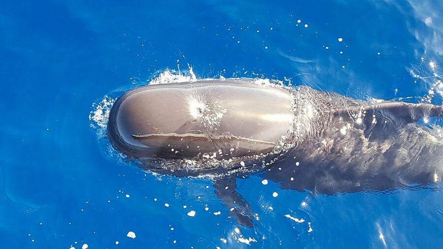 Tenerife: Sailboat Tour Whale Watching Food and Snorkeling - Key points to know before booking