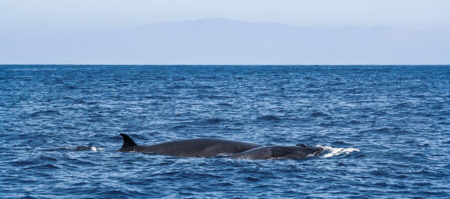 Tenerife: Sailboat Tour Whale Watching Food and Snorkeling - What the $70 price really buys you