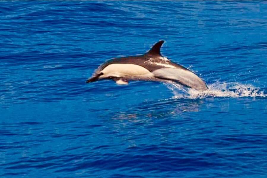 Tenerife: Sailboat Tour Whale Watching Food and Snorkeling - Who should choose this tour