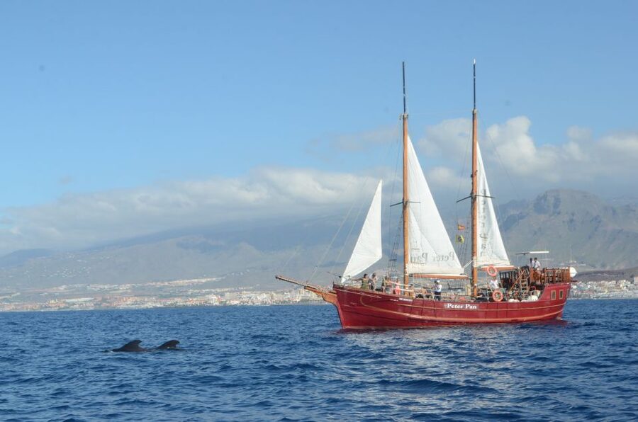 Tenerife: Whale & Dolphin Watching Cruise with Swim Stop - What a real wildlife encounter feels like