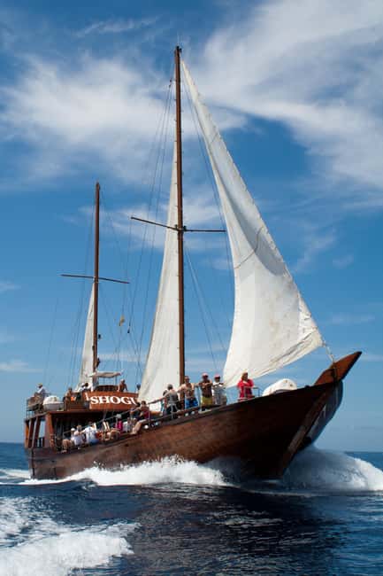 Tenerife: Whale & Dolphin Watching Cruise with Swim Stop - The optional coastal swim stop