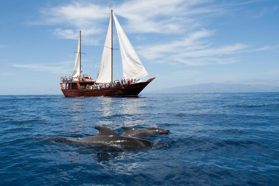 Tenerife: Whale & Dolphin Watching Cruise with Swim Stop - The two-hour search for whales and dolphins