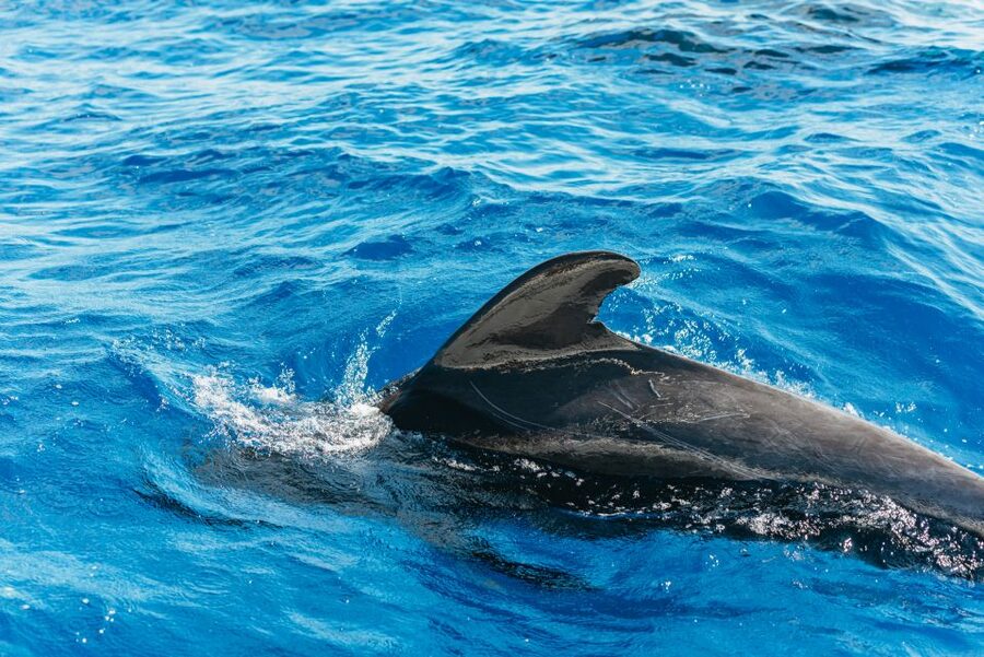 Tenerife: Whale & Dolphin Watching with Drinks and Snacks - Setting out from Puerto Colón