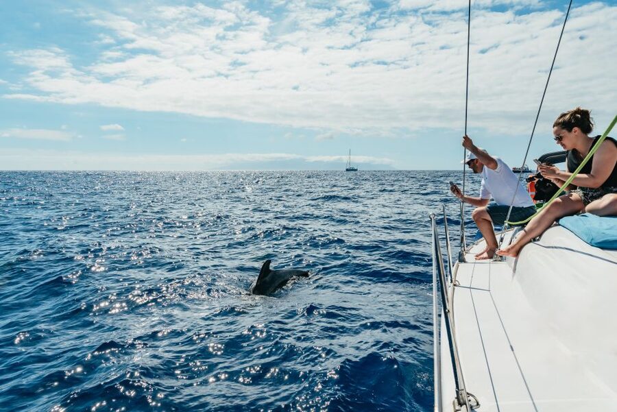 Tenerife: Whale & Dolphin Watching with Drinks and Snacks - What the small group changes
