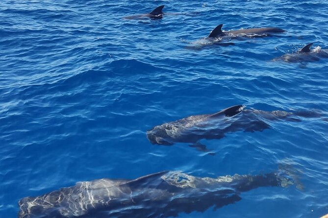 Tenerife Whale Watching and Snorkeling Yacht Trip - Coastline views between sightings