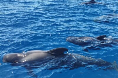 Tenerife Whale Watching and Snorkeling Yacht Trip
