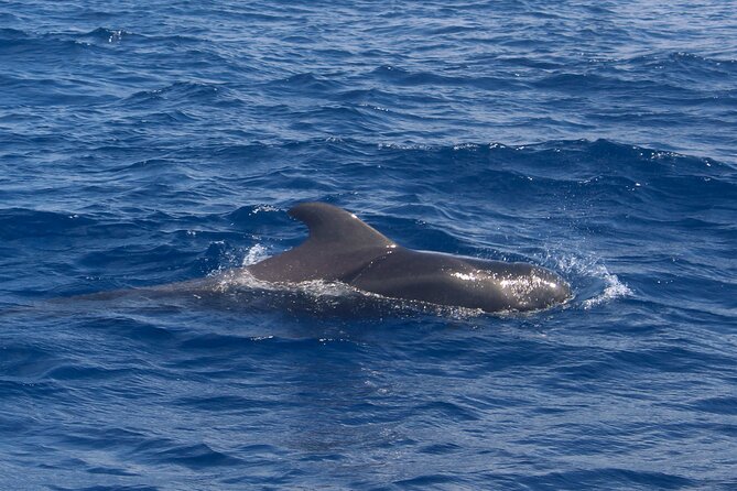 Tenerife Whale Watching and Snorkeling Yacht Trip - Who should book this yacht outing?