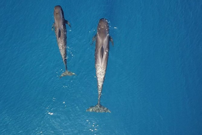 Tenerife Whale watching on private charter - Food, drinks, and the feel of the day
