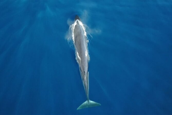 Tenerife Whales and Dolphins Watching Experience in Catamaran - Key points at a glance