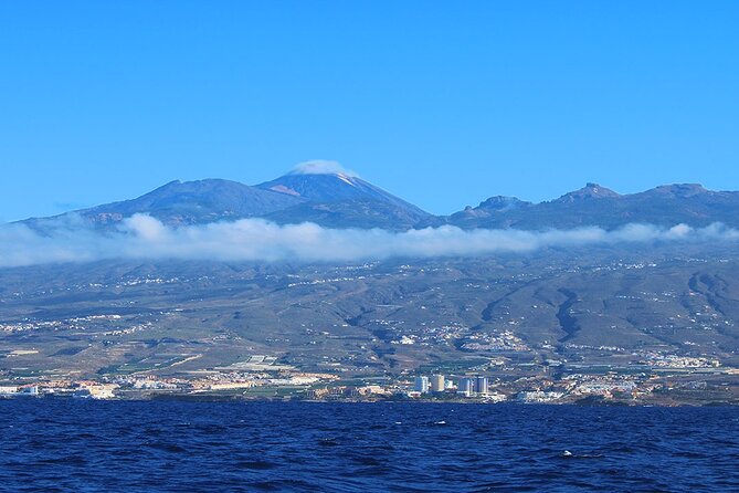 Tenerife Whales and Dolphins Watching Experience in Catamaran - The cove stop: swim first, snorkel second