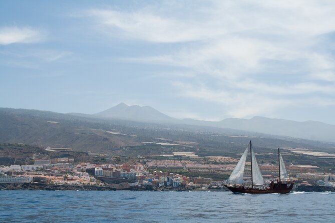 Tenerife : Whales and Dolphins with Food and Bath in Los Gigantes - Why the whale and dolphin search is worth your time