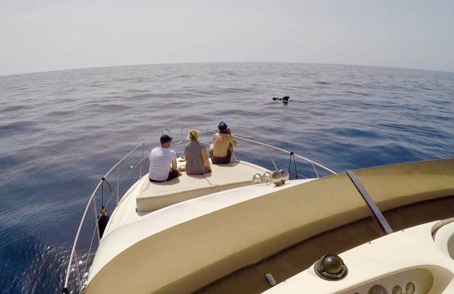 Tenerife: Whales and Snorkeling Tour on a Luxury Yacht - Snorkeling in a sheltered bay