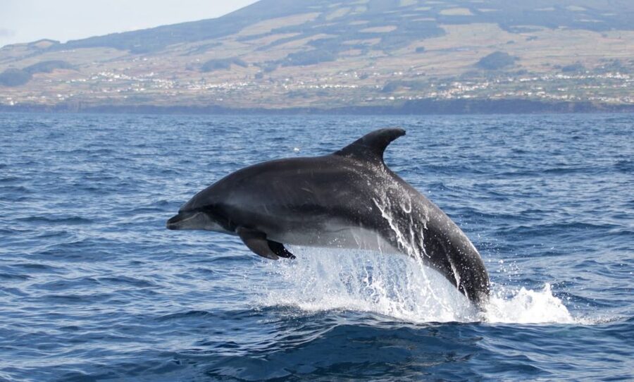 Terceira: Half-Day Dolphin and Whale Watching Tour - Key points to know before you book