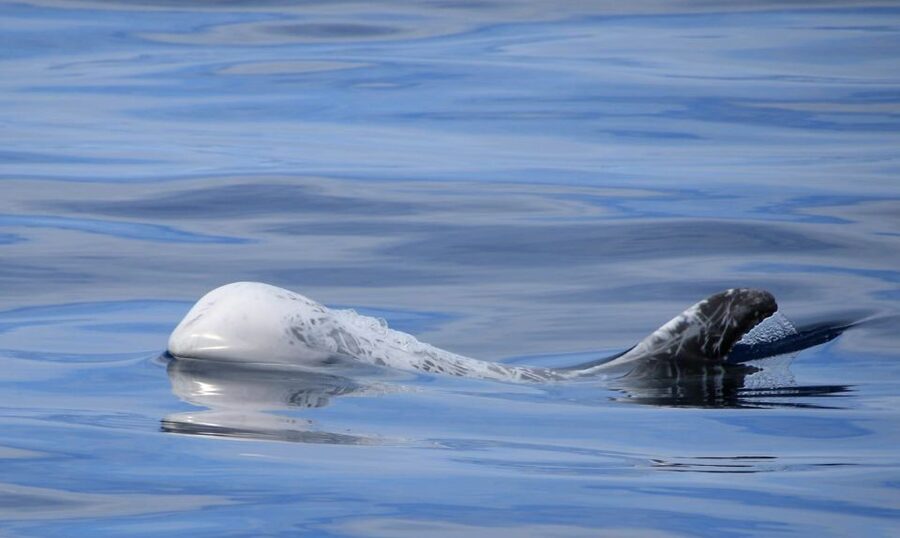 Terceira: Half-Day Dolphin and Whale Watching Tour - Should you book the Picos de Aventura tour?