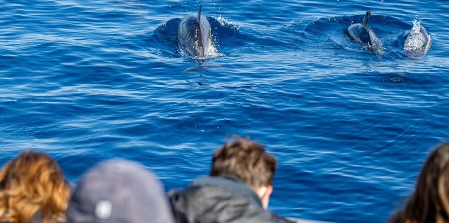 Terceira: Half-Day Dolphin and Whale Watching Tour - What the guides add to the experience