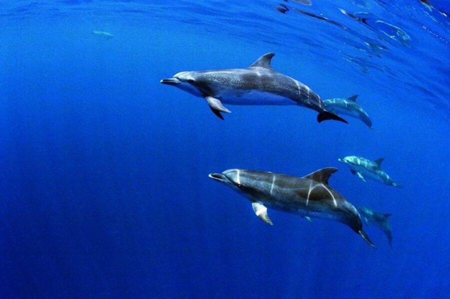 Terceira: Half-Day Dolphin and Whale Watching Tour - The boat ride, sea conditions, and comfort