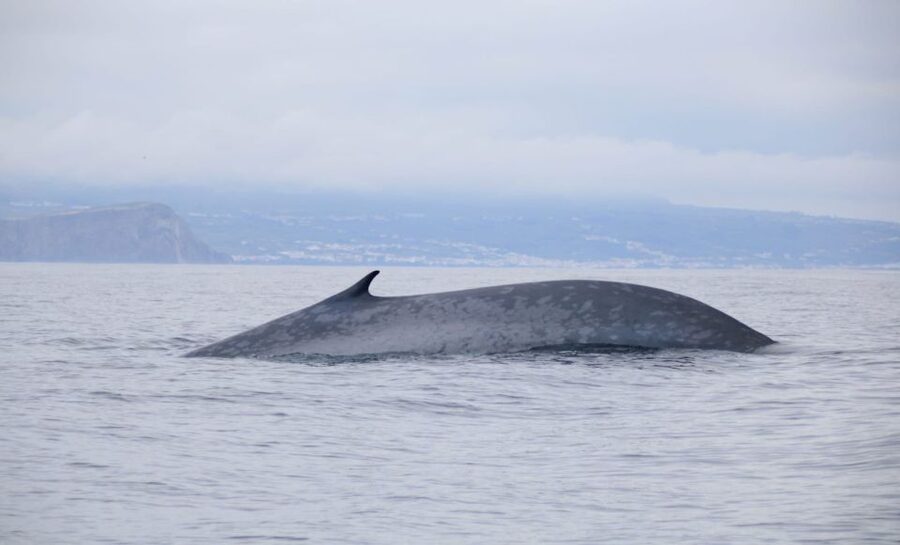 Terceira: Half-Day Dolphin and Whale Watching Tour - Terceira’s volcanic coast from the water