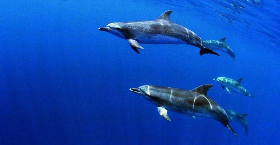 Terceira: Half-Day Dolphin and Whale Watching Tour - How much value do you get for $70?