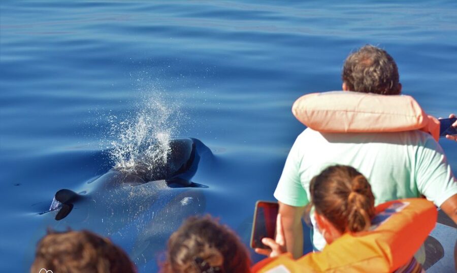 Terceira: Half-Day Dolphin and Whale Watching Tour - Choosing the best expectations for your day