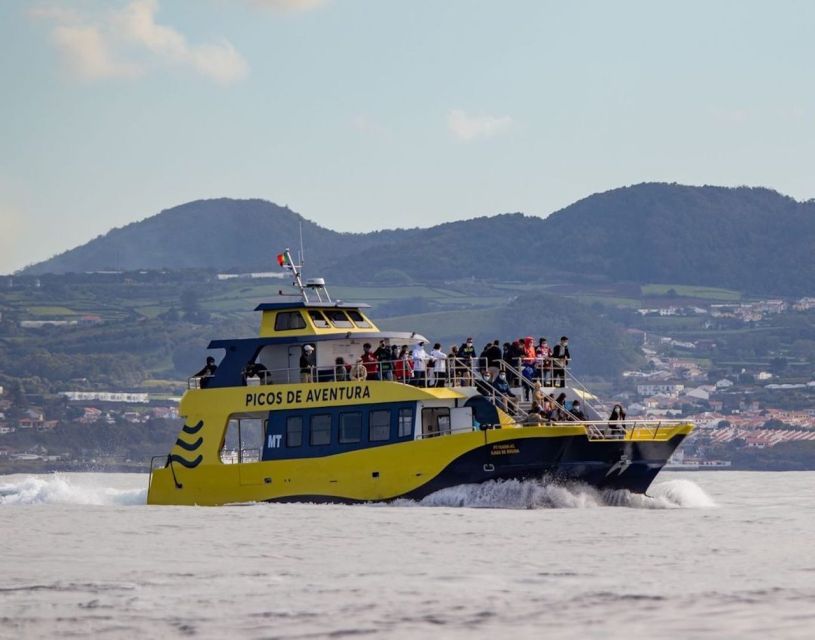Terceira: Half-Day Dolphin and Whale Watching Tour - Booking details that matter