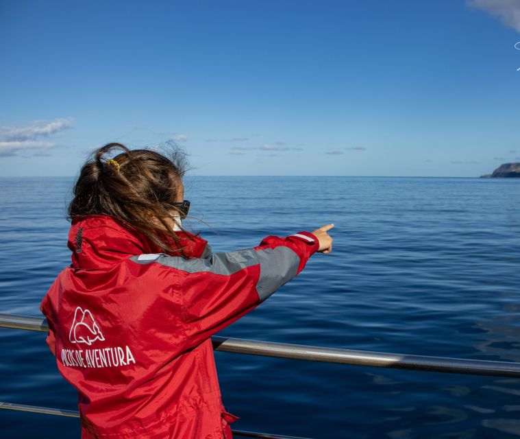 Terceira: Half-Day Dolphin and Whale Watching Tour - Three hours in search of whales and dolphins