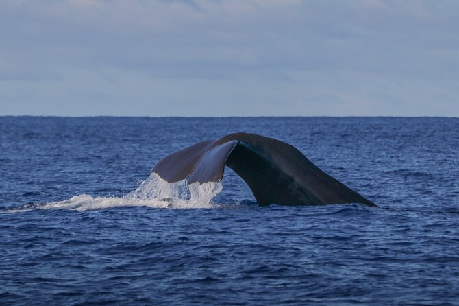Terceira Island: Whale & Dolphin Watching | Best Wildlife Tour - Key points to know before you book