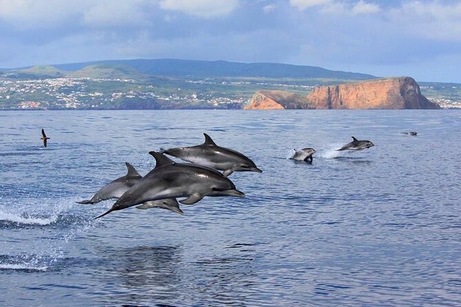 Terceira Island: Whale & Dolphin Watching | Best Wildlife Tour - Searching the waters off Angra do Heroísmo