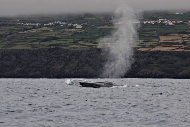 Terceira Island: Whale & Dolphin Watching | Best Wildlife Tour - Why the hydrophone adds something special