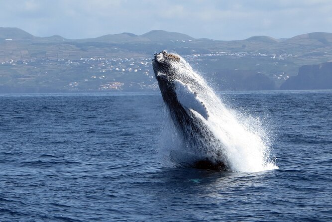 Terceira Island: Whale & Dolphin Watching | Best Wildlife Tour - Expect an open boat and a moving sea