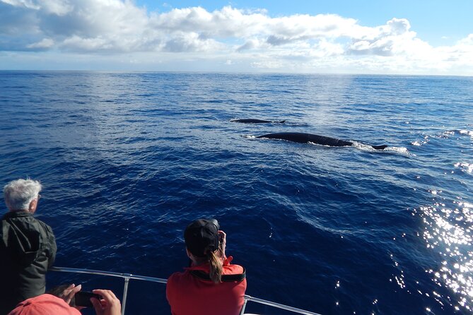 Terceira Island: Whale & Dolphin Watching | Best Wildlife Tour - The sighting guarantee and what it really covers