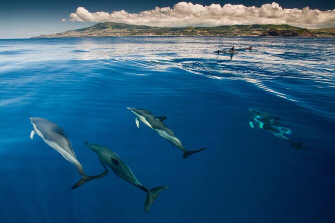 Terceira Island: Whale & Dolphin Watching | Best Wildlife Tour - Price, group size, and what you receive