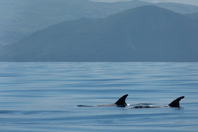 Terceira Island: Whale & Dolphin Watching | Best Wildlife Tour - The cruise passenger warning matters