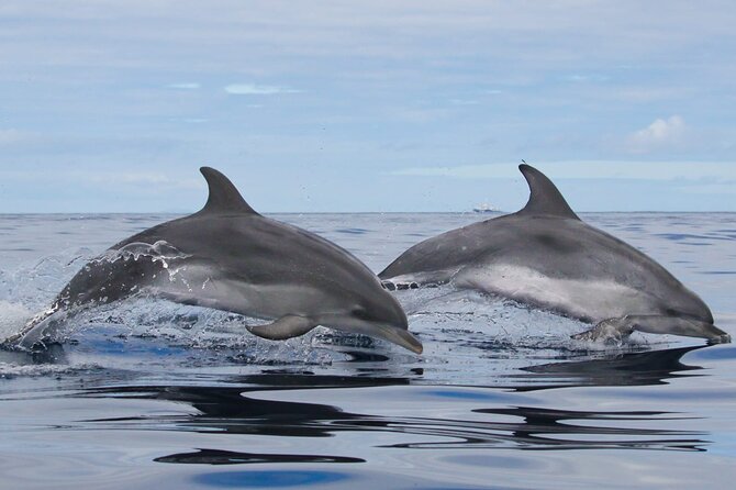 Terceira Island: Whale & Dolphin Watching | Best Wildlife Tour - Who will enjoy this Terceira boat trip?