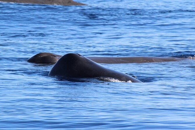 Terceira Island: Whale & Dolphin Watching | Best Wildlife Tour - Dolphins may provide the main show
