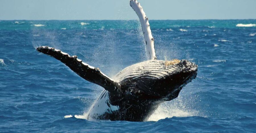 Terceira Island Whale Watching and Jeep Tour - Two Terceira experiences in one long day