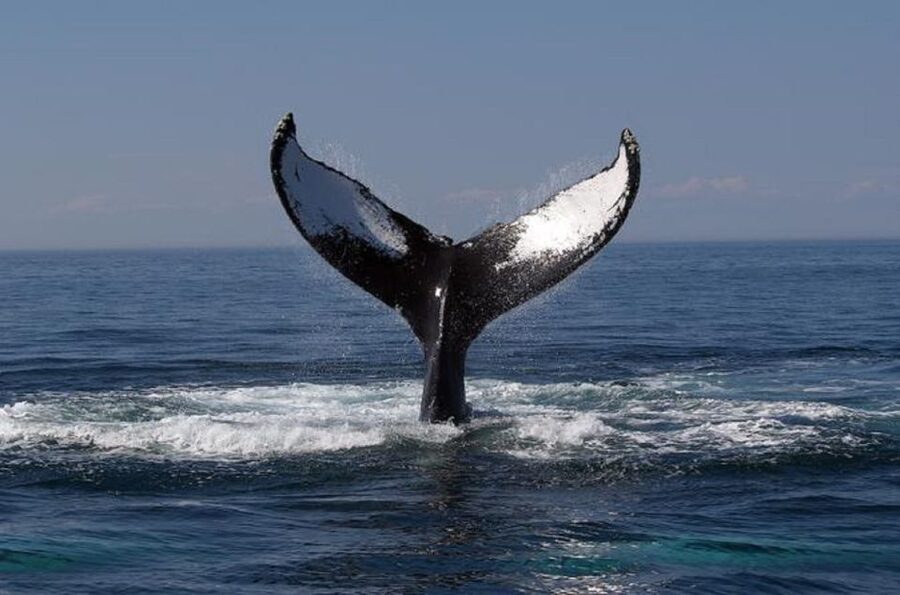 Terceira Island Whale Watching and Jeep Tour - Lagoons, viewpoints, and optional caves