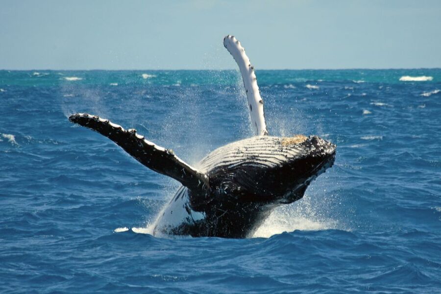 Terceira Island Whale Watching and Jeep Tour - Who should book this experience