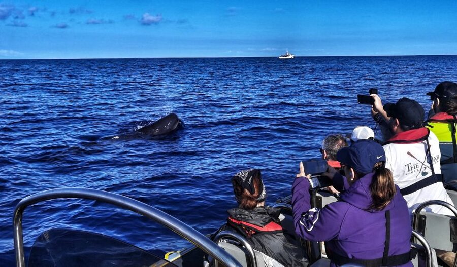 Terceira: Whale and Dolphin Watching in a Zodiac Boat - Setting Out From Angra’s Marina