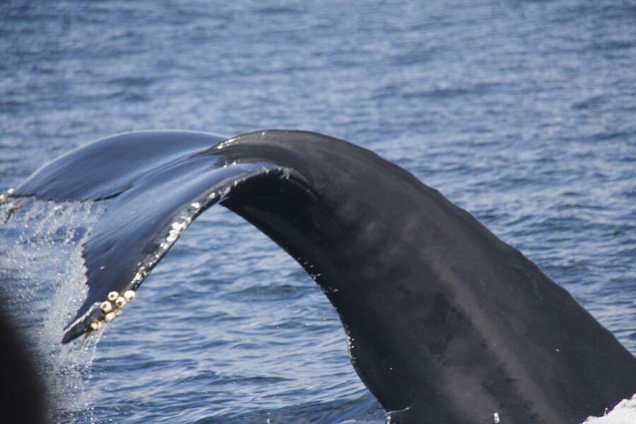 Terceira: Whale and Dolphin Watching in a Zodiac Boat - Why Monte Brasil Matters