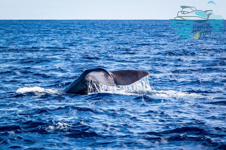 Terceira: Whale and Dolphin Watching in a Zodiac Boat - Finding Dolphins in Their Natural Habitat