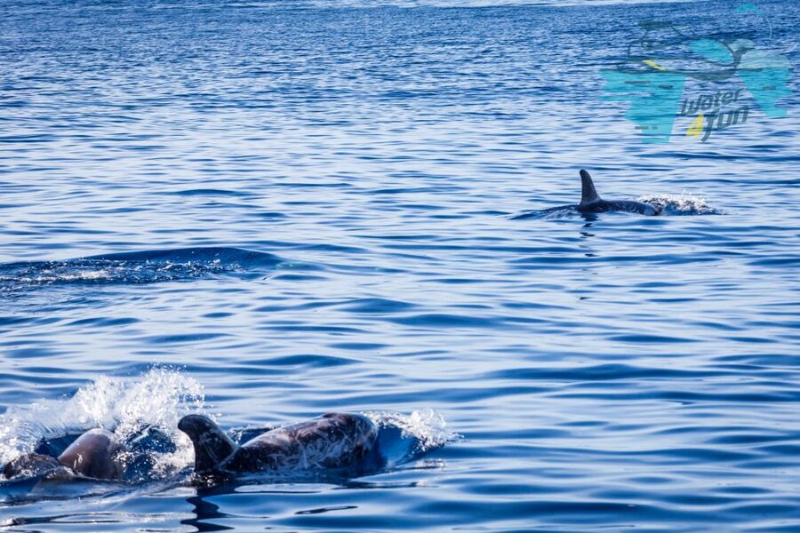 Terceira: Whale and Dolphin Watching in a Zodiac Boat - A Guide Who Adds More Than Animal Names