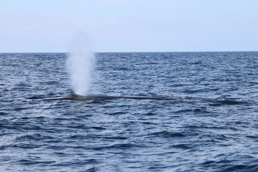 Terceira: Whale and Dolphin Watching in a Zodiac Boat - Respect for Wildlife and the Marine Environment