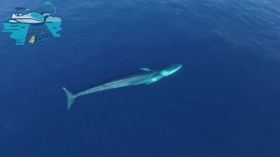 Terceira: Whale and Dolphin Watching in a Zodiac Boat - Who Should Book This Zodiac Trip?