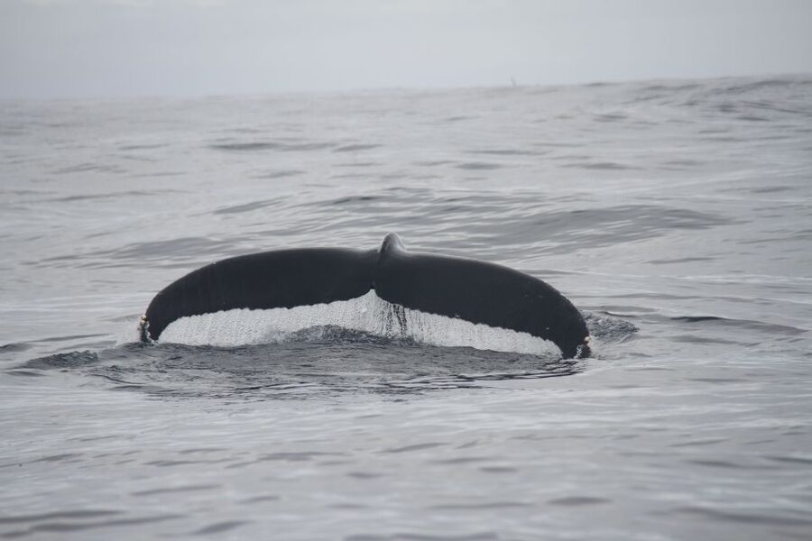 Terceira: Whale and Dolphin Watching in a Zodiac Boat - Should You Book It?